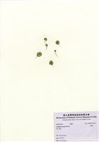 藏品(大傘藻)的圖片